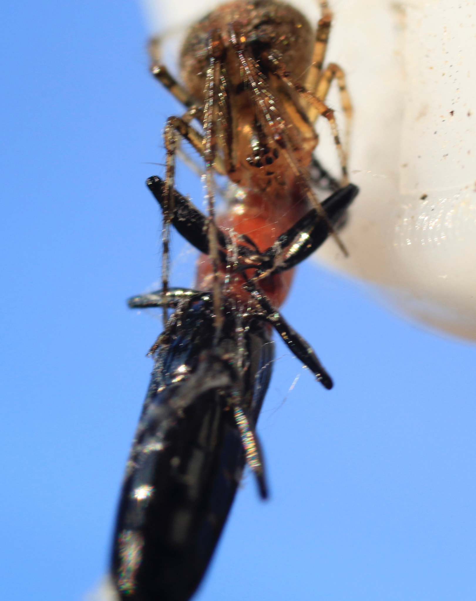 Canon EF 50mm F2.5 Macro sample photo. Spider lunch time photography