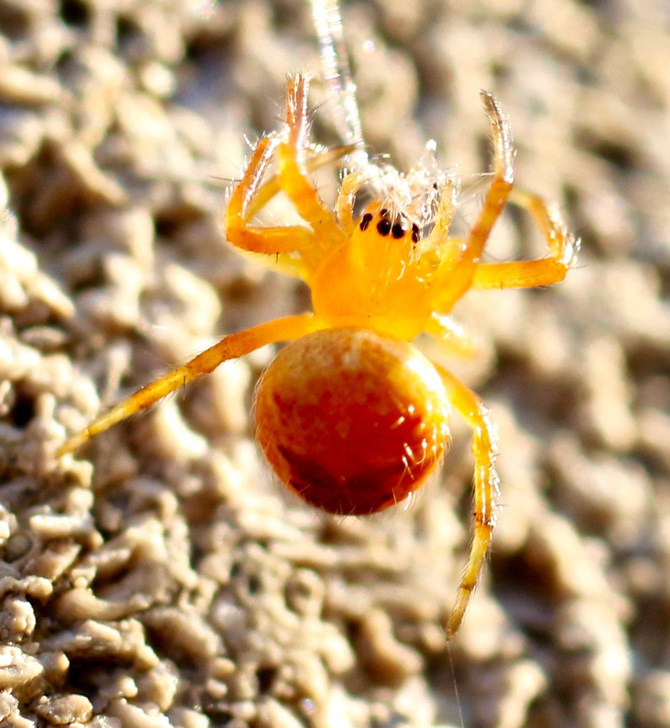 Canon EF 50mm F2.5 Macro sample photo. Spider photography