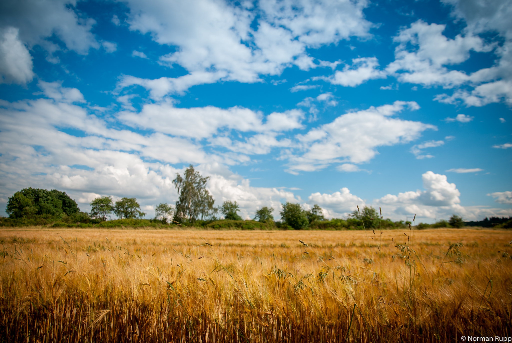 Nikon D80 sample photo. Corn with blue cloudy sky photography