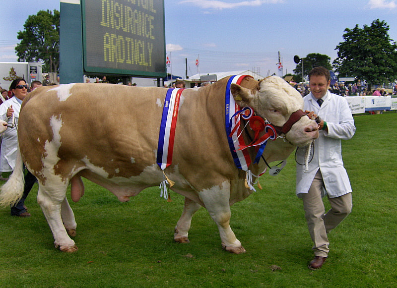 HP PHOTOSMART R927  (V01.00) sample photo. Champion bull photography