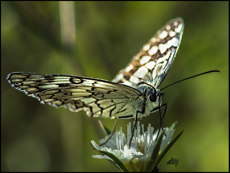 Nikon AF-S Micro-Nikkor 105mm F2.8G IF-ED VR sample photo. Butterfly photography