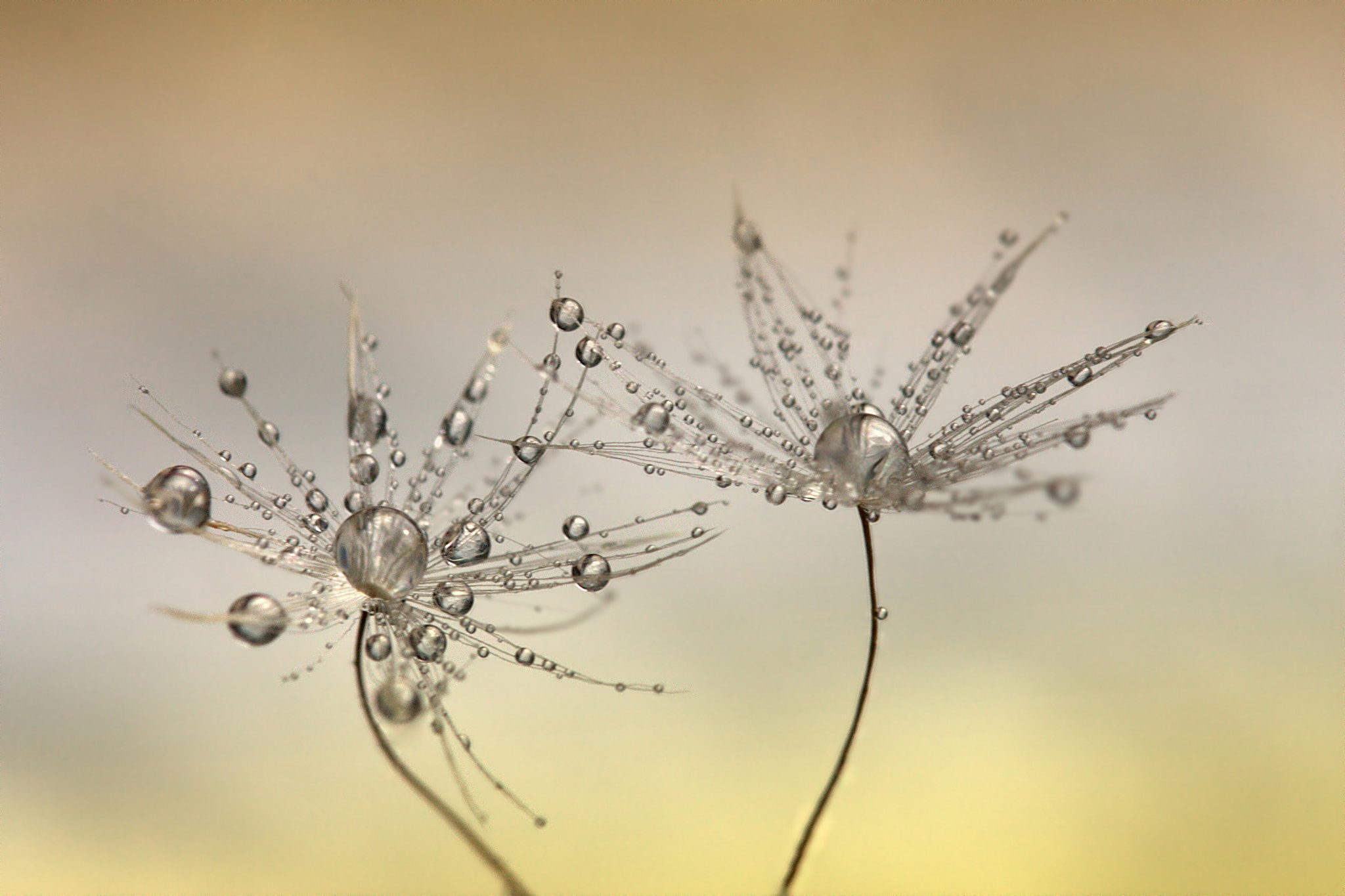 Canon EOS 40D + Canon EF 100mm F2.8L Macro IS USM sample photo. Drops photography