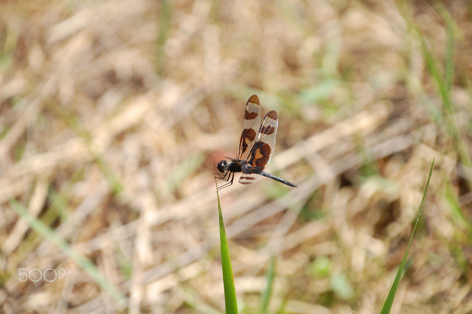 Nikon D40 sample photo. Hang on photography
