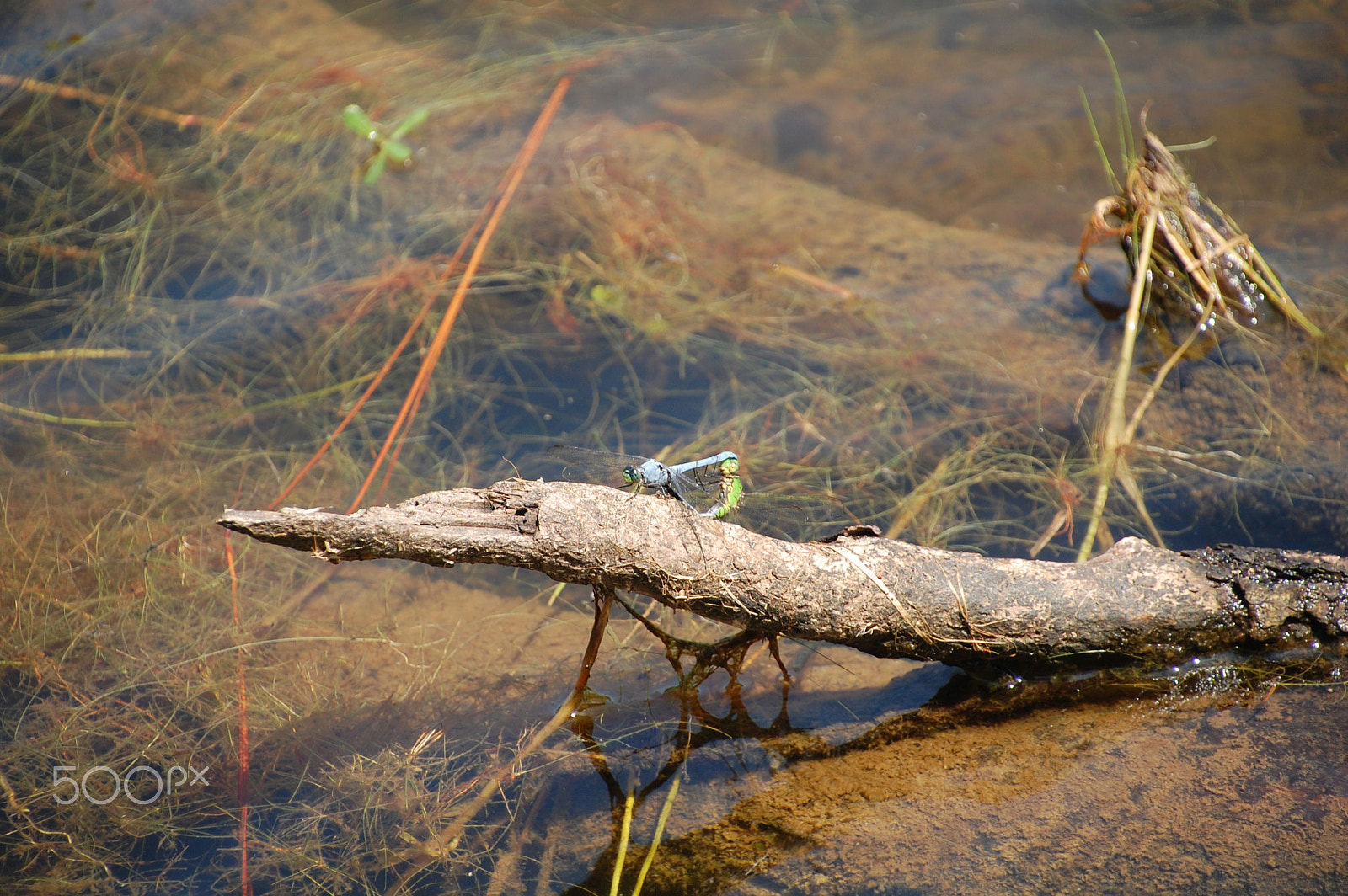 Nikon D40 sample photo. Sittingonastick photography