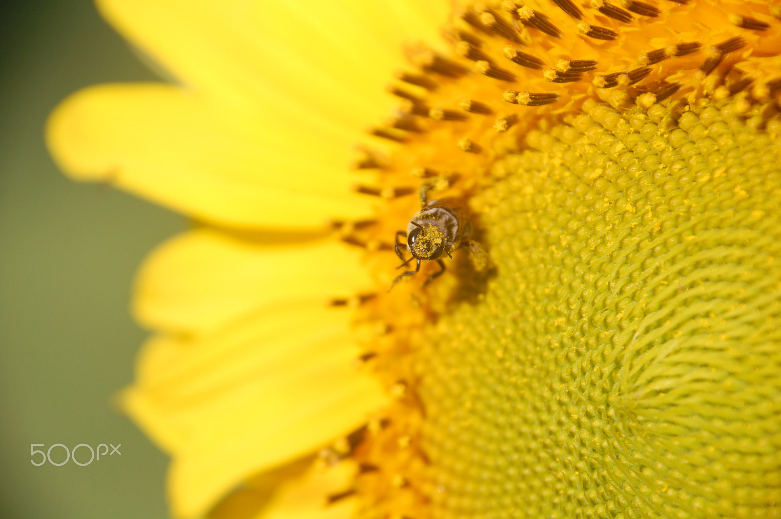 Nikon D40 sample photo. Hard at work photography