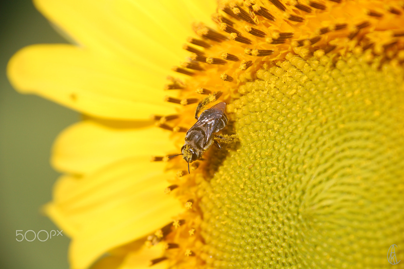 Nikon D40 sample photo. Hard at work two sig photography
