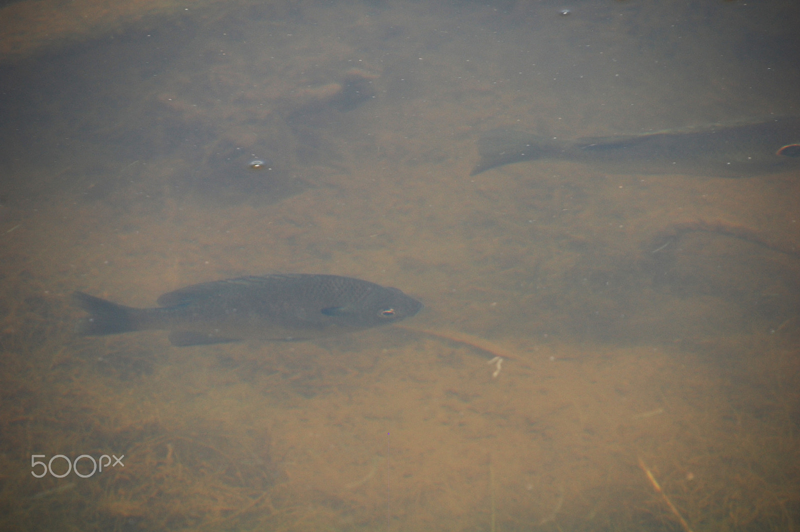 Nikon D40 sample photo. Fish photography