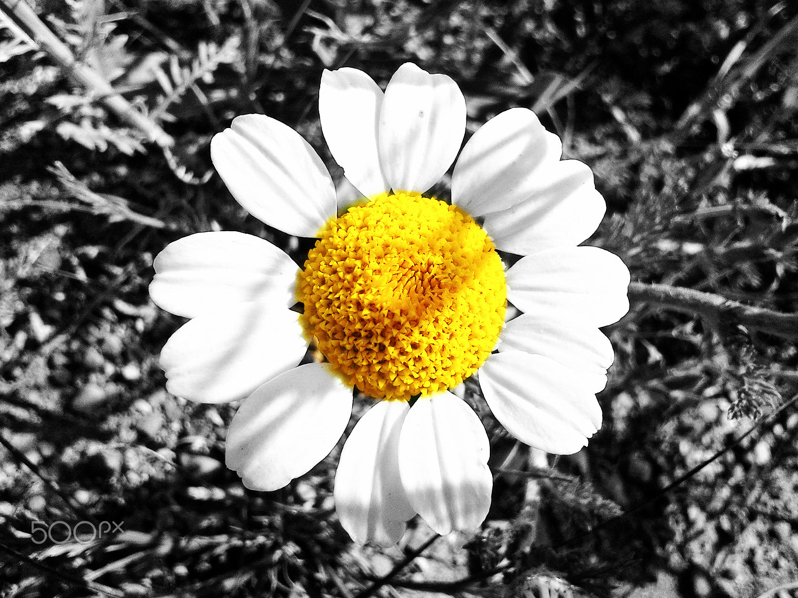Samsung GT-S7230E sample photo. Yellow photography