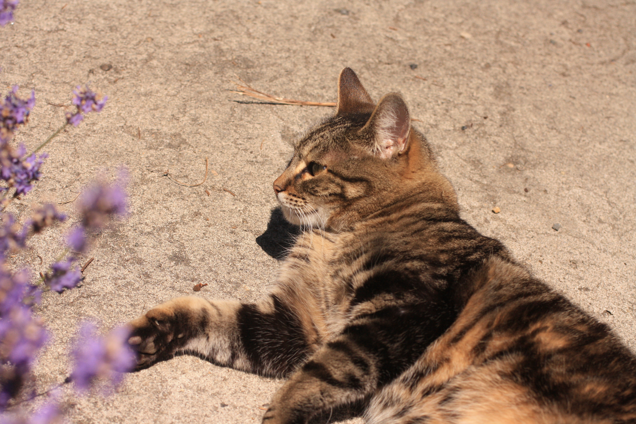 Canon EF 50mm F2.5 Macro sample photo. Rolling on the warm concrete photography