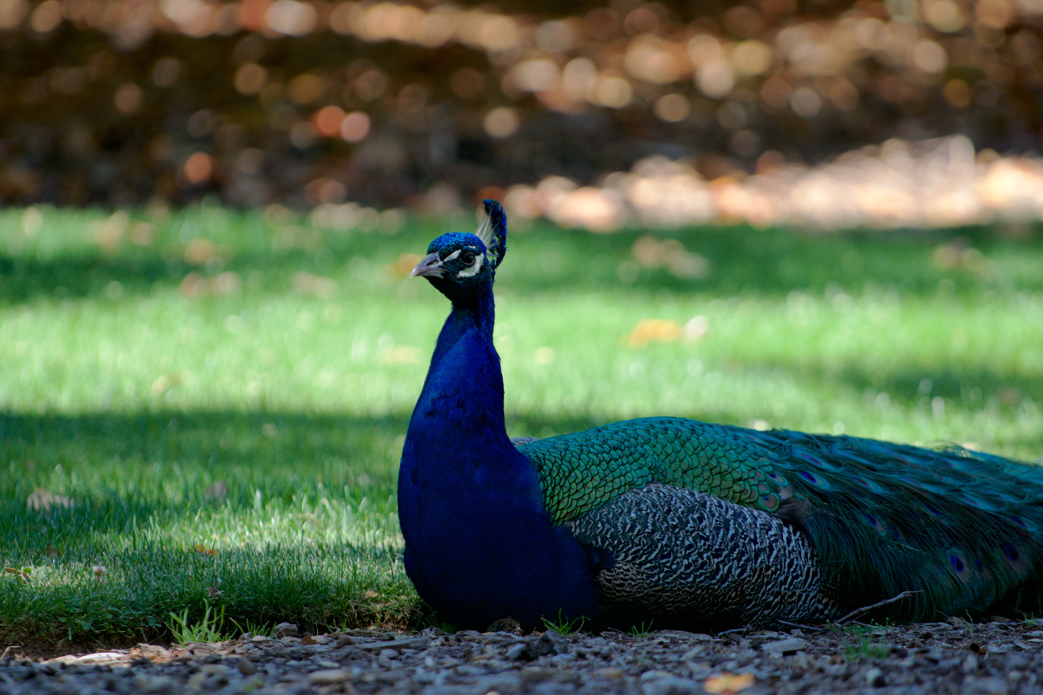 Sony a6000 + Sony FE 70-200mm F4 G OSS sample photo. Peacock resting in shadow photography