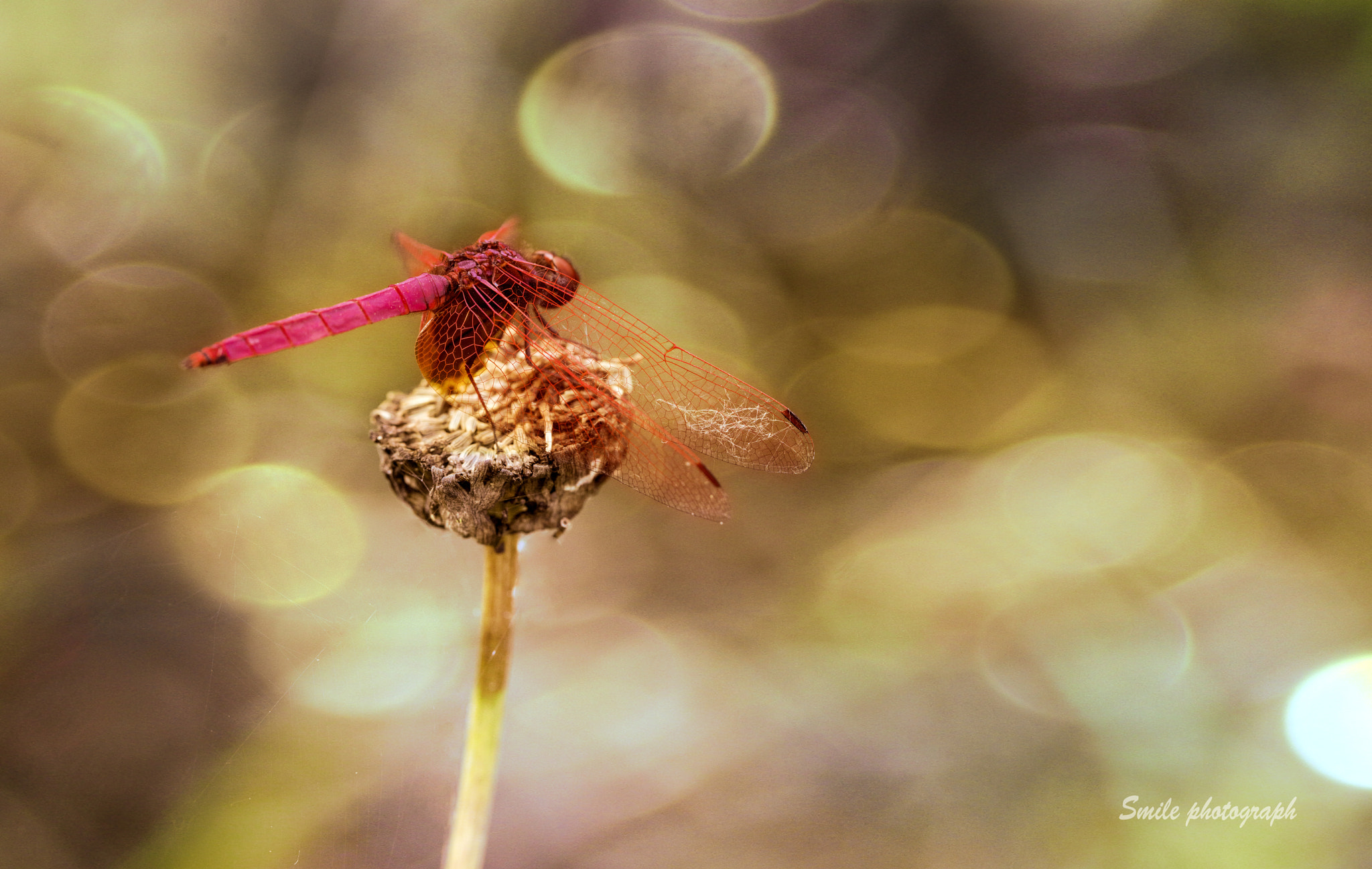 Sony a7R II + Canon EF 100mm F2.8L Macro IS USM sample photo