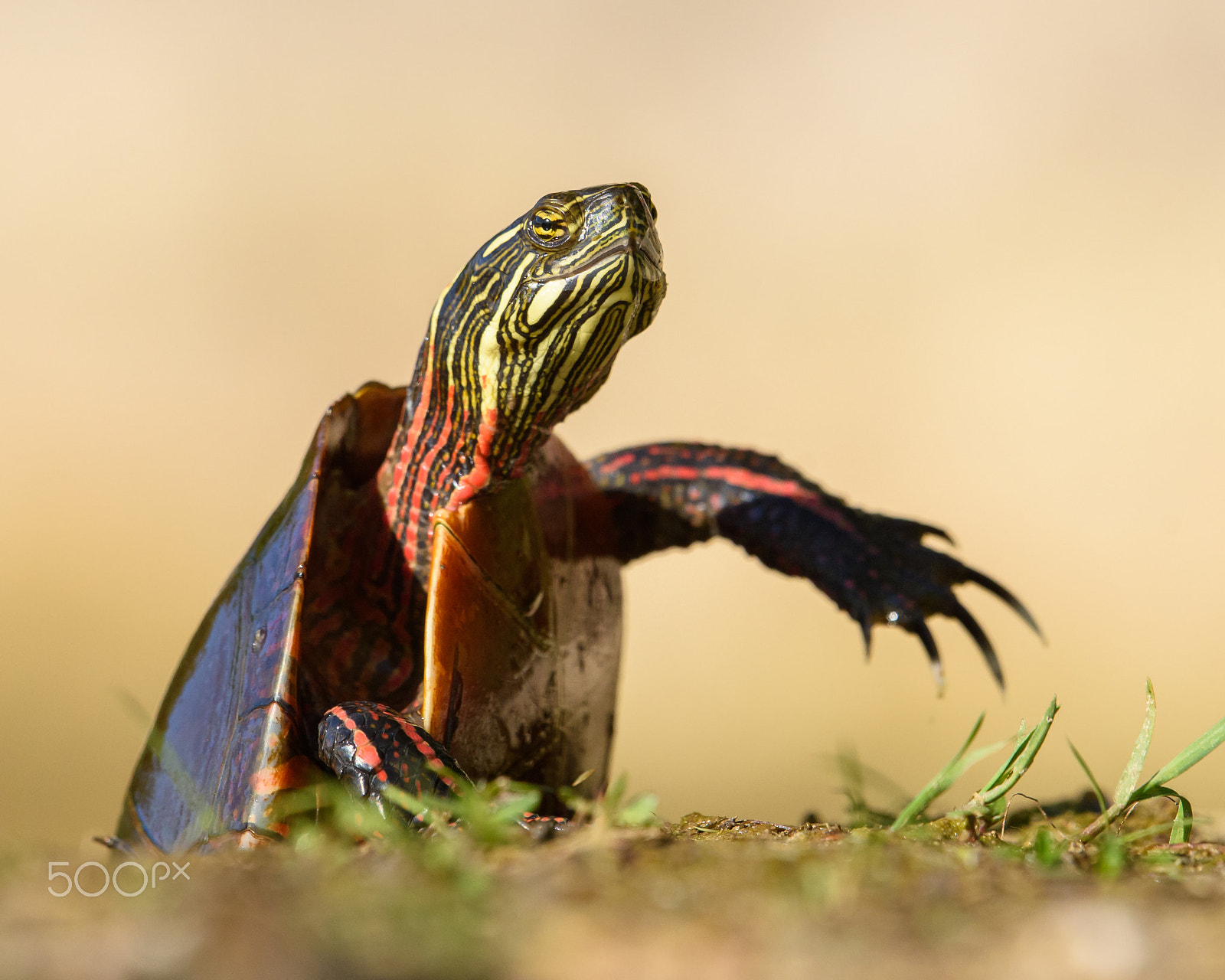 Nikon AF-S Nikkor 500mm F4E FL ED VR sample photo. Painted turtle photography