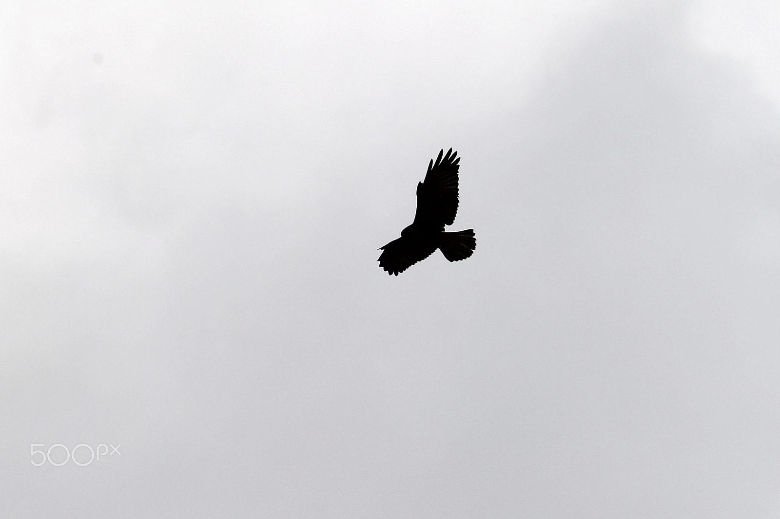 Canon EF-S 55-250mm F4-5.6 IS sample photo. Ave photography