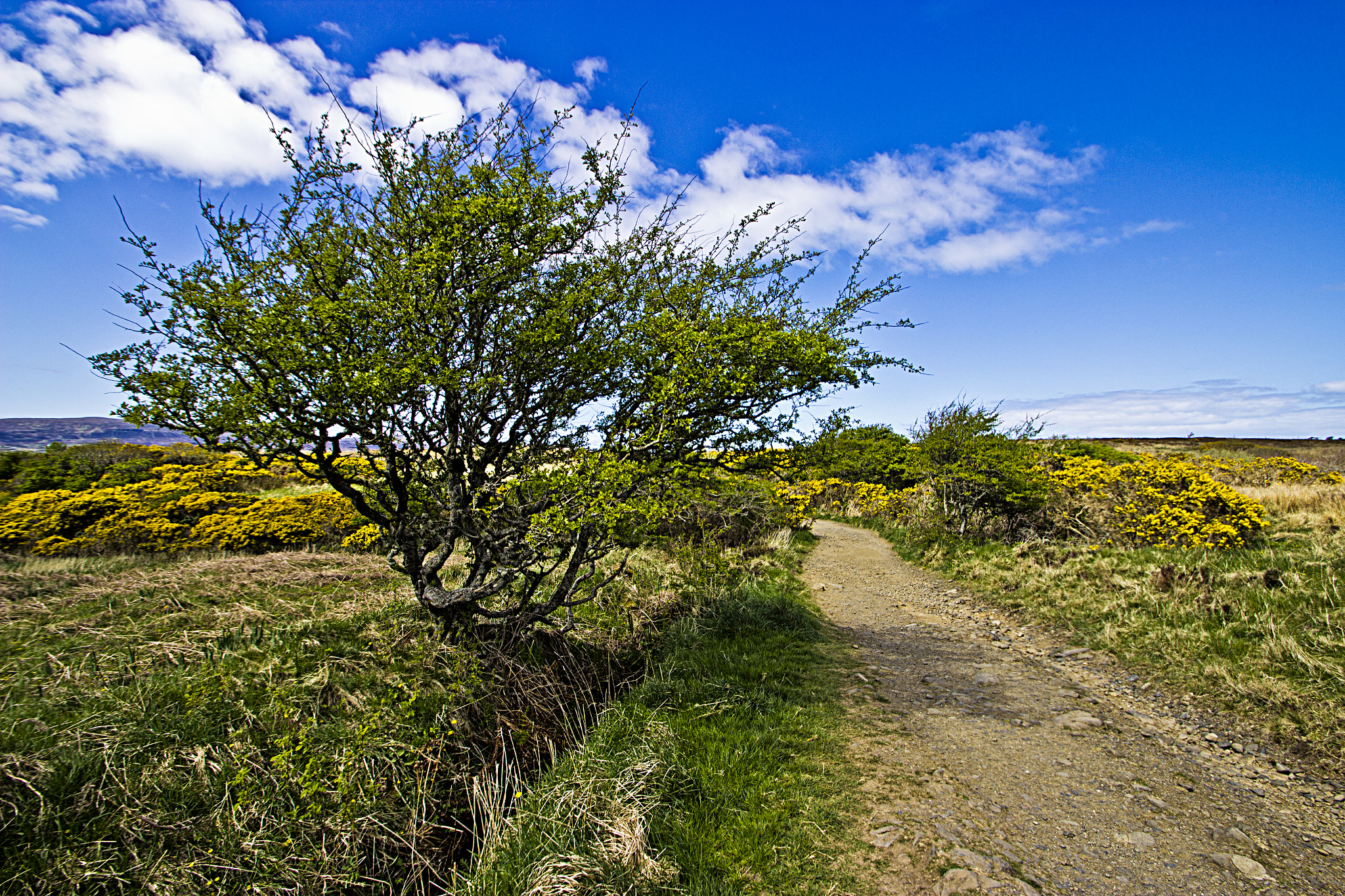 Sigma 10-20mm F3.5 EX DC HSM sample photo. Side of the road photography