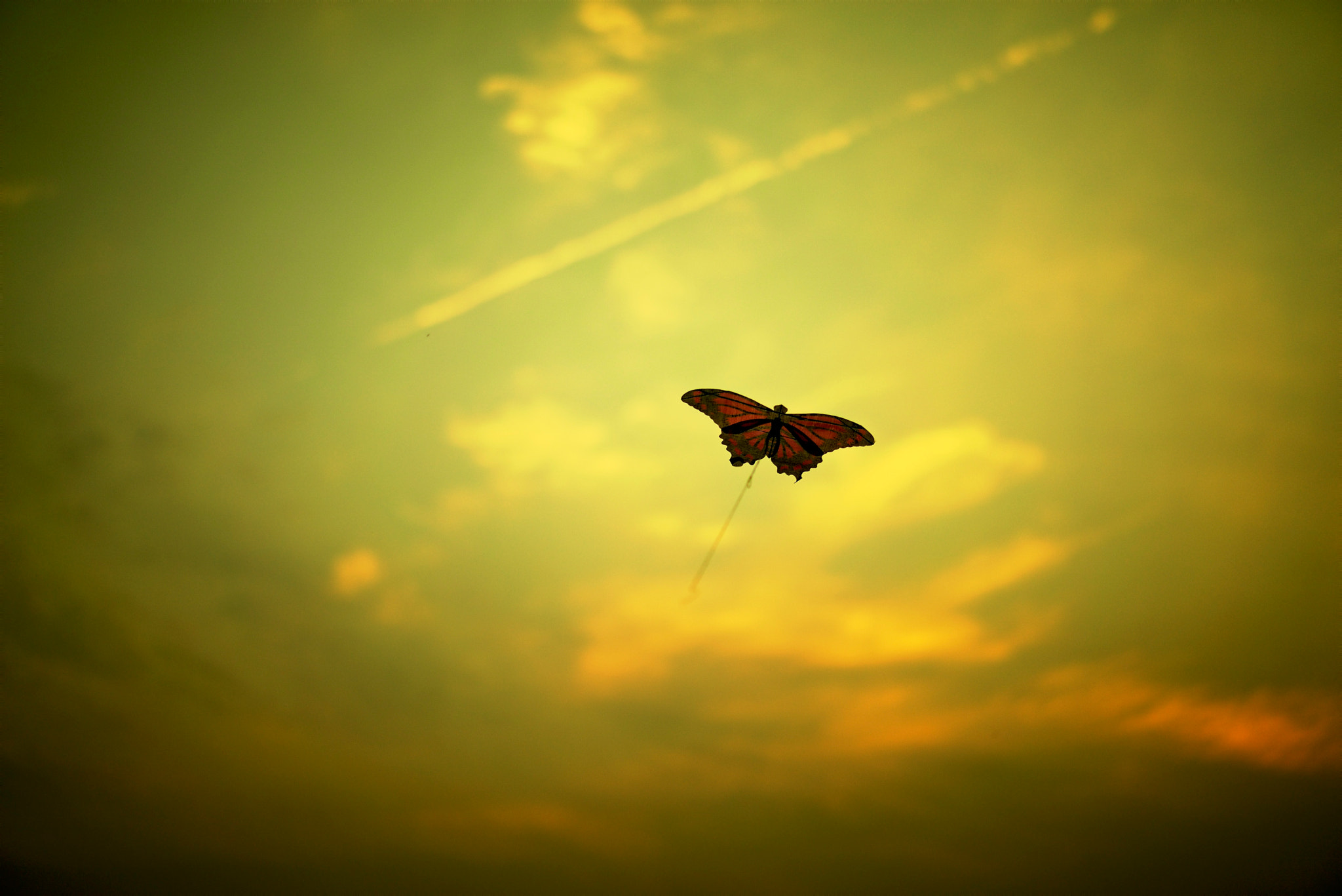 Sony a7R + Sony Sonnar T* FE 55mm F1.8 ZA sample photo. Kite photography