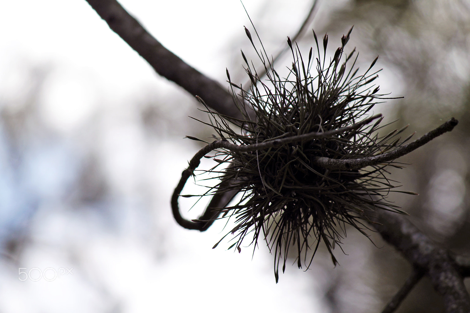 Canon EF-S 55-250mm F4-5.6 IS sample photo. Copy photography