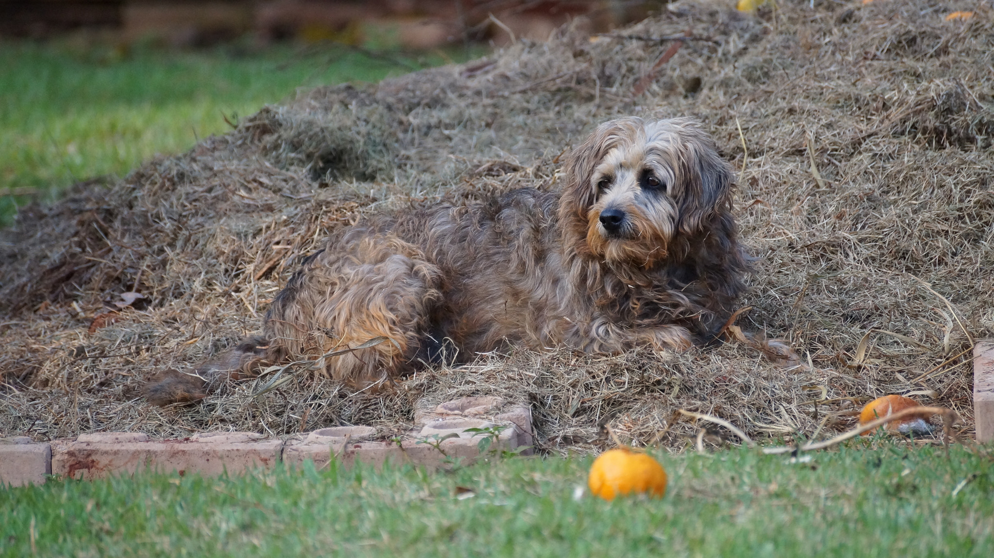 Sony SLT-A37 sample photo. Can you see the dog? photography