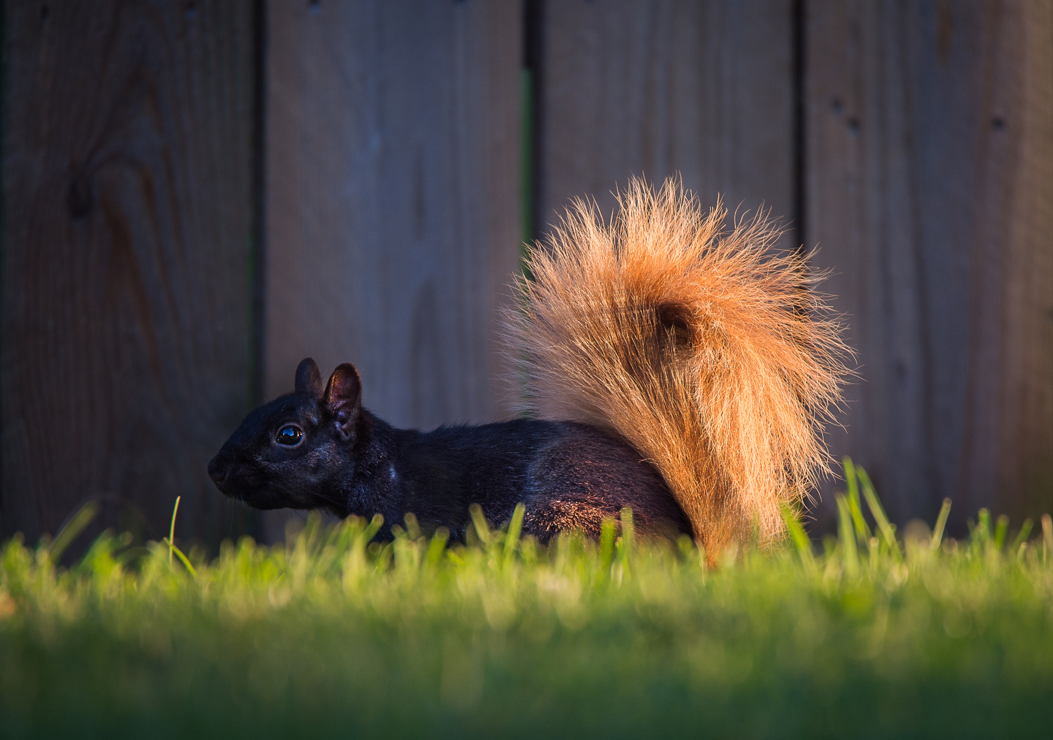 Nikon Df sample photo. Color variations photography
