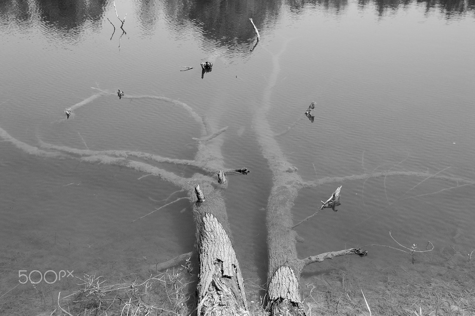 Nikon D40 sample photo. Tree under water photography