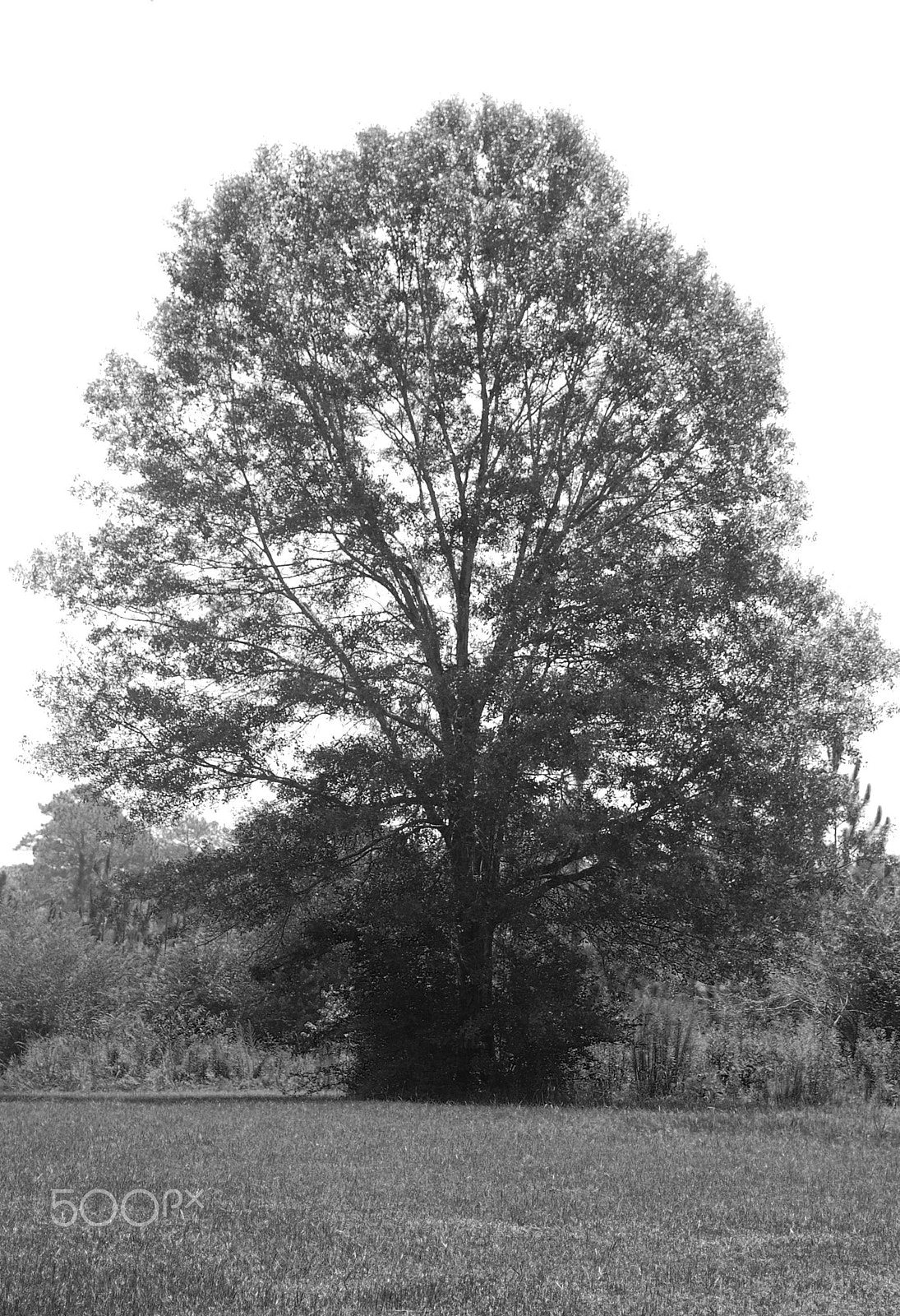 Nikon D40 sample photo. Single tree photography