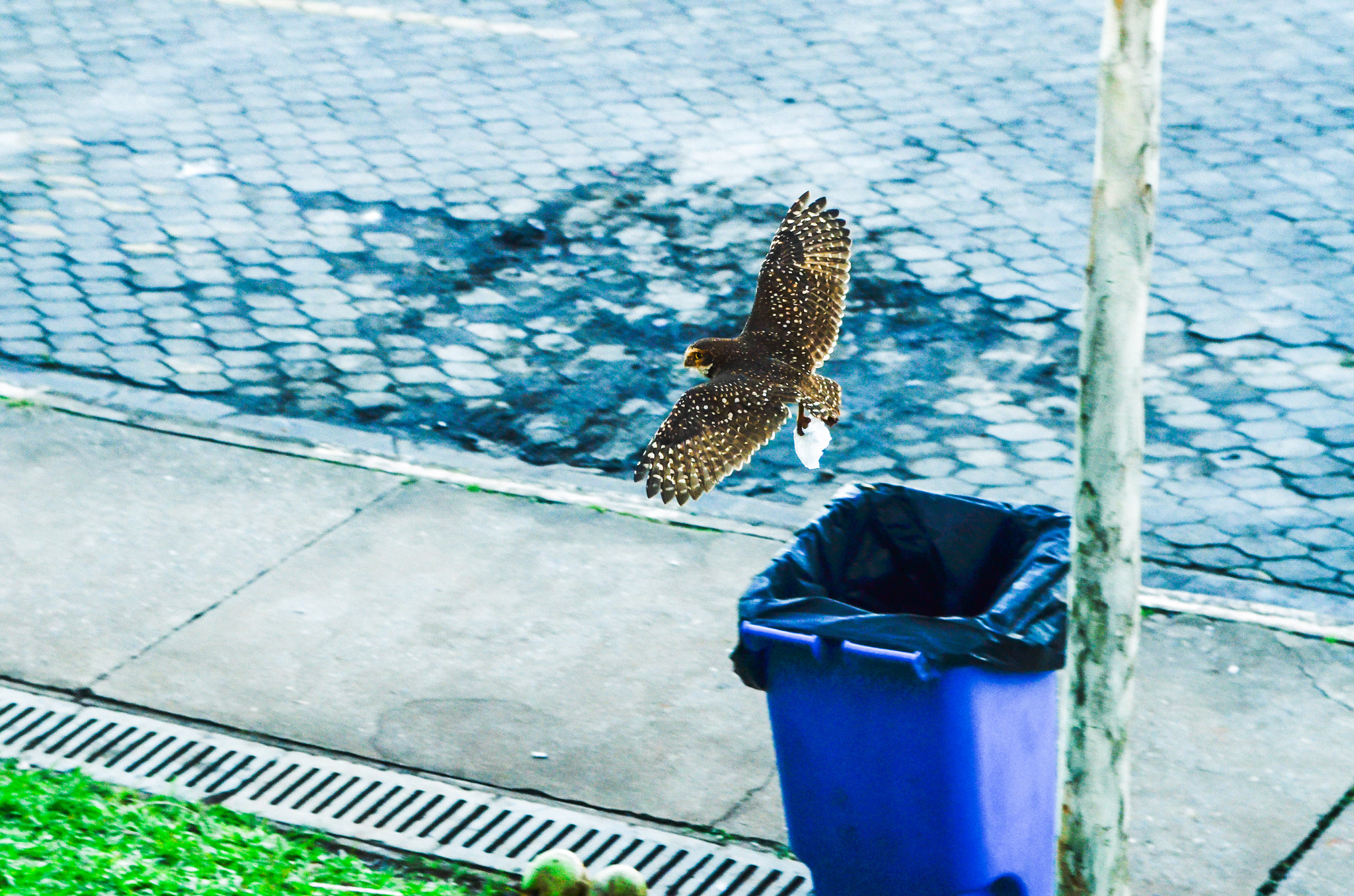 Nikon D7000 + Sigma 24-70mm F2.8 EX DG Macro sample photo. Fly by life photography