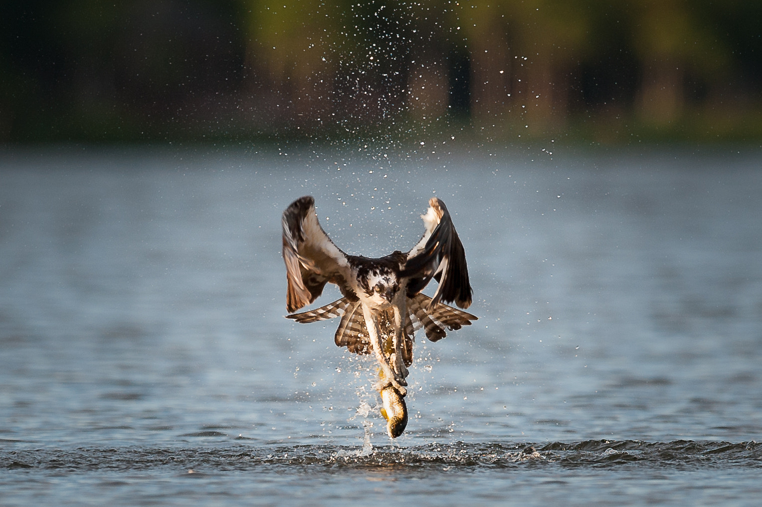 Nikon D700 + Nikon AF-S Nikkor 500mm F4G ED VR sample photo. Osprey - evening meal photography