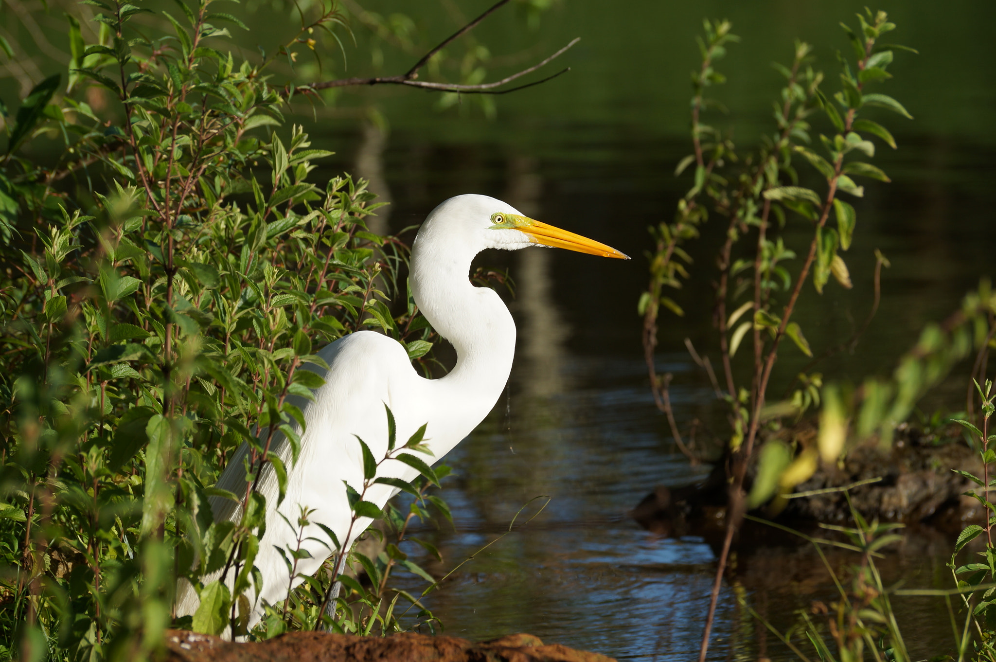 Sony SLT-A37 sample photo. Egret. photography