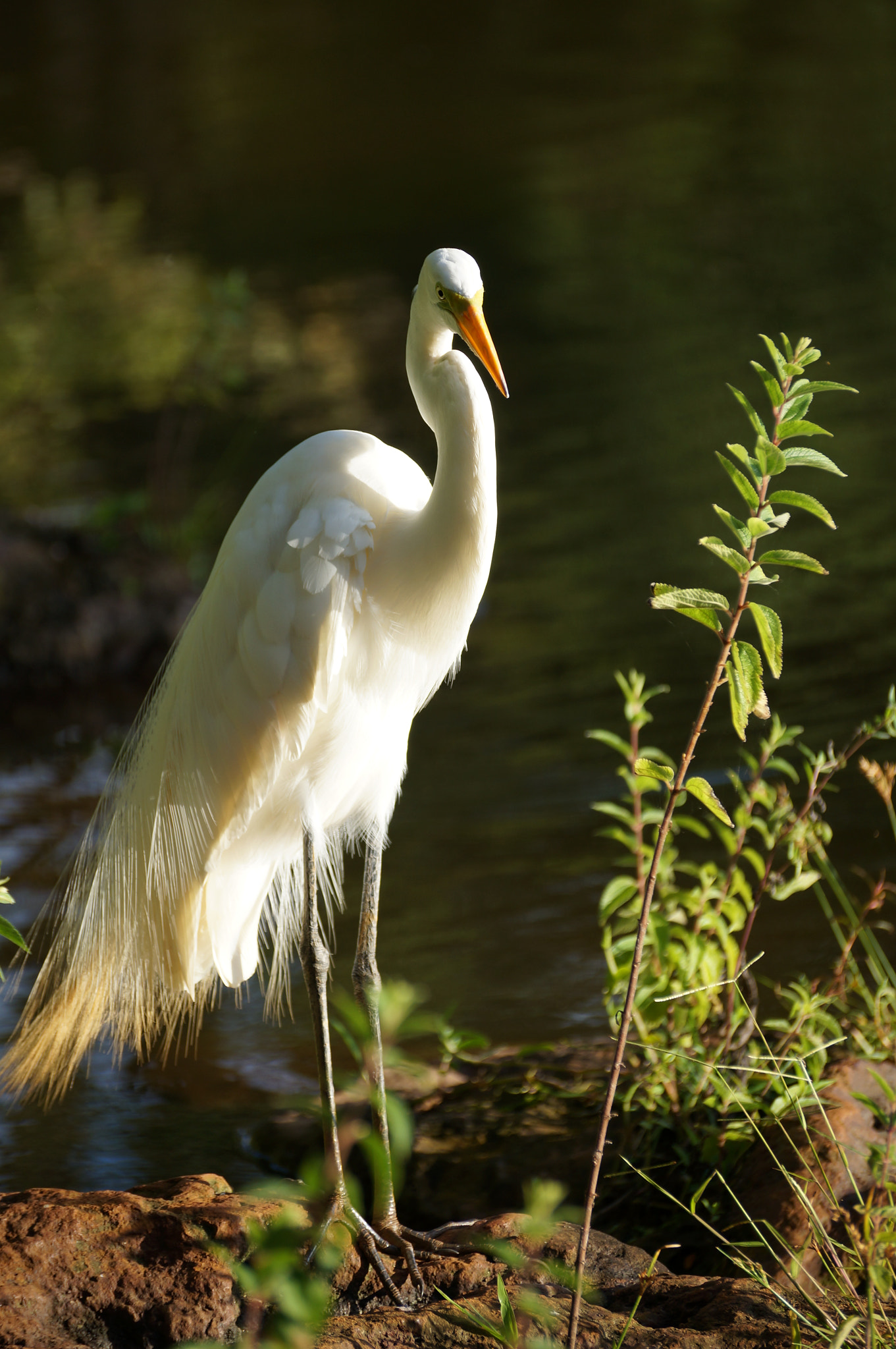 Sony SLT-A37 sample photo. Egret photography