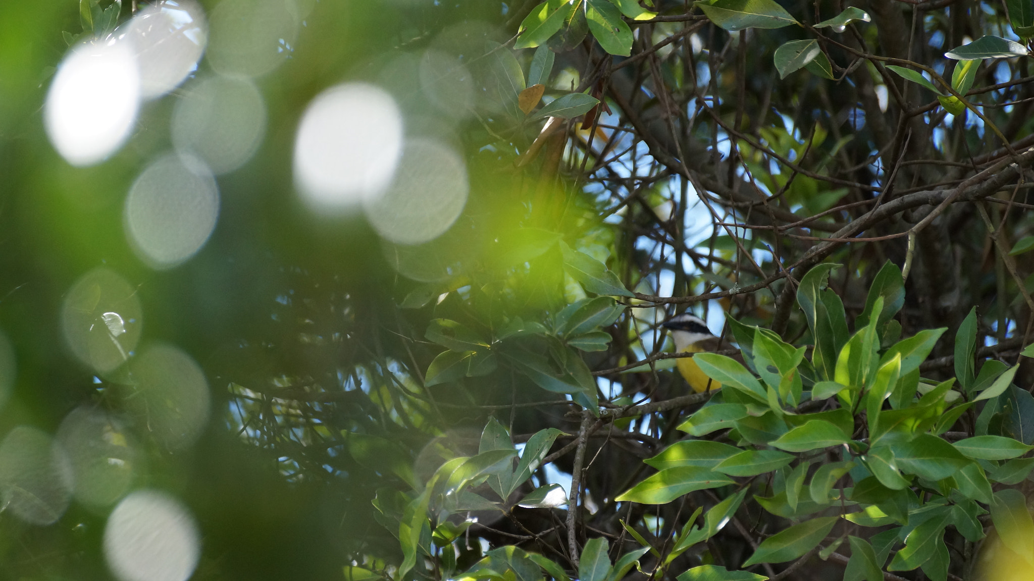 Sony SLT-A37 sample photo. Hidden in a flare. photography