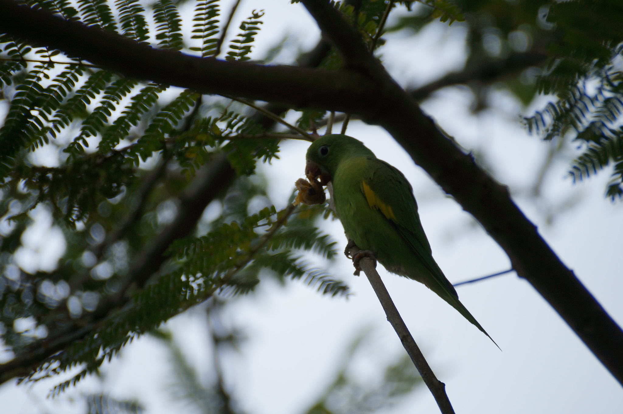 Sony SLT-A37 sample photo. Keep eating. photography