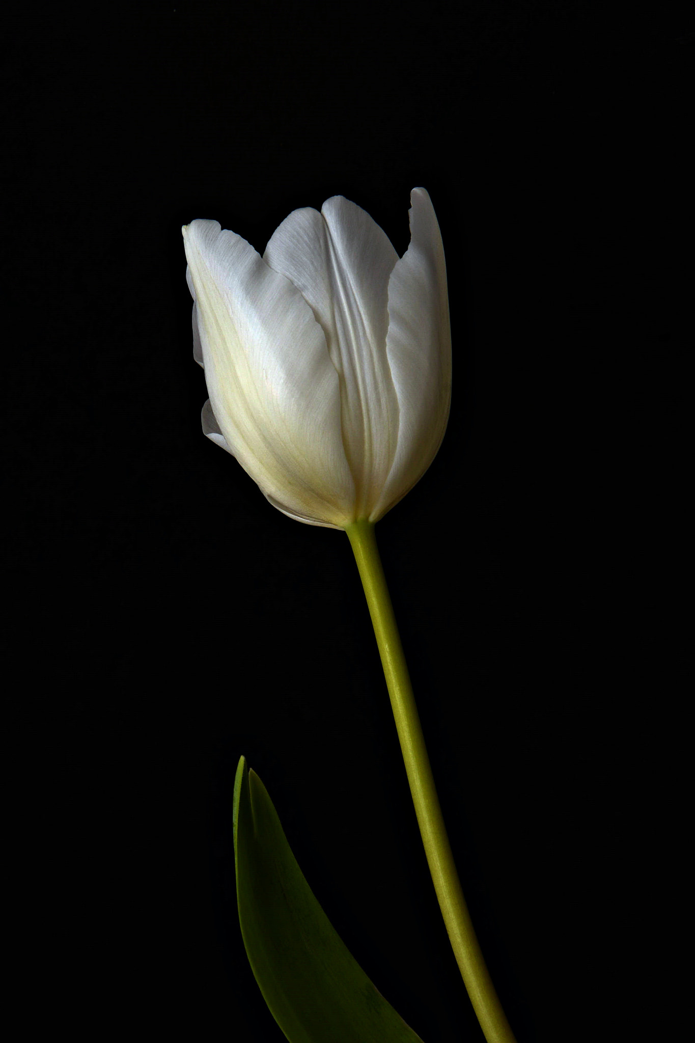 Nikon D600 sample photo. White tulip photography