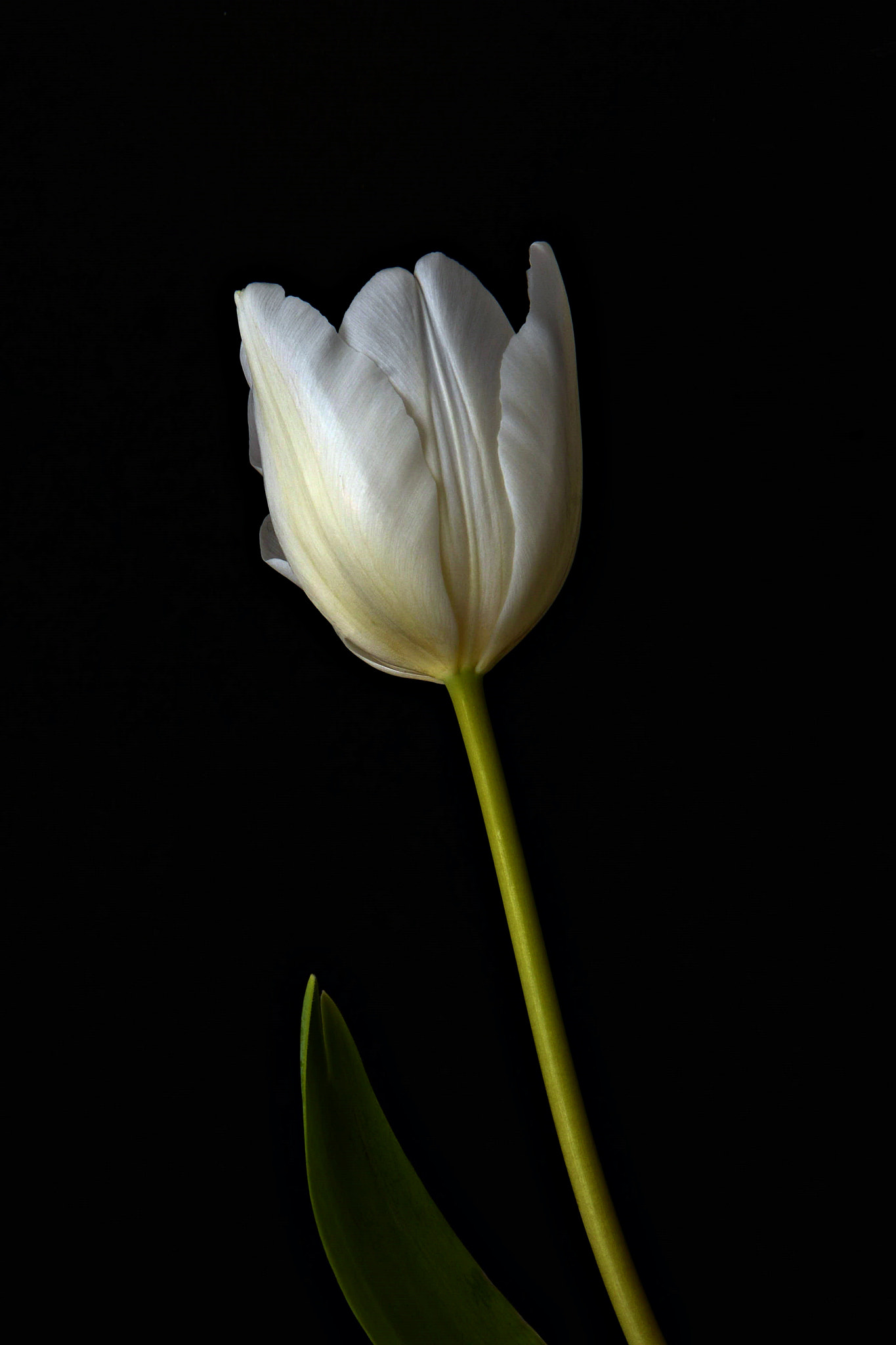 Tamron SP 70-200mm F2.8 Di VC USD sample photo. White tulip photography