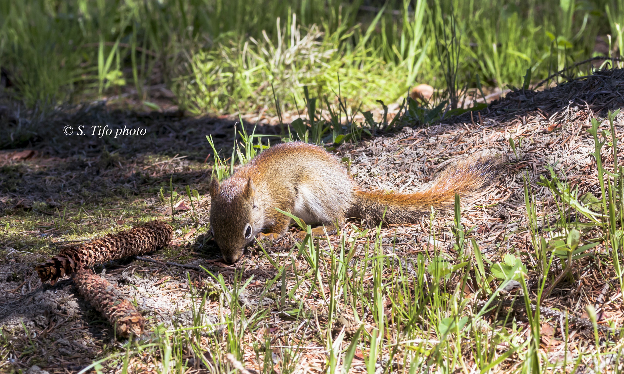Sigma 105mm F2.8 EX DG OS HSM sample photo. Little friend .. photography
