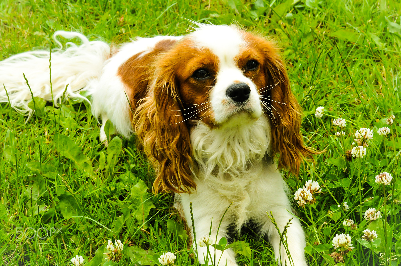 AF Nikkor 70-210mm f/4-5.6 sample photo. The good dog photography