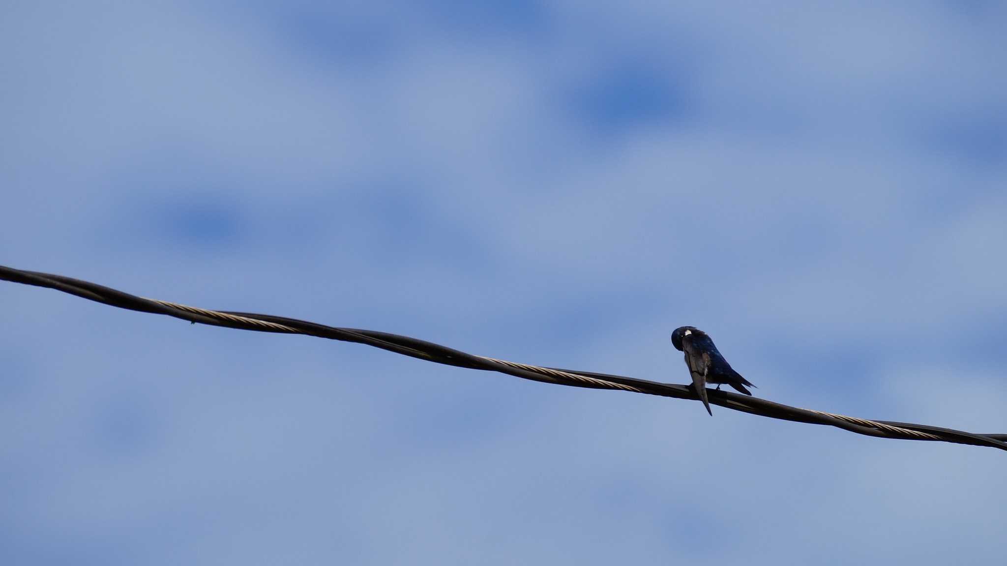 Sony SLT-A37 sample photo. I'm so shy. photography