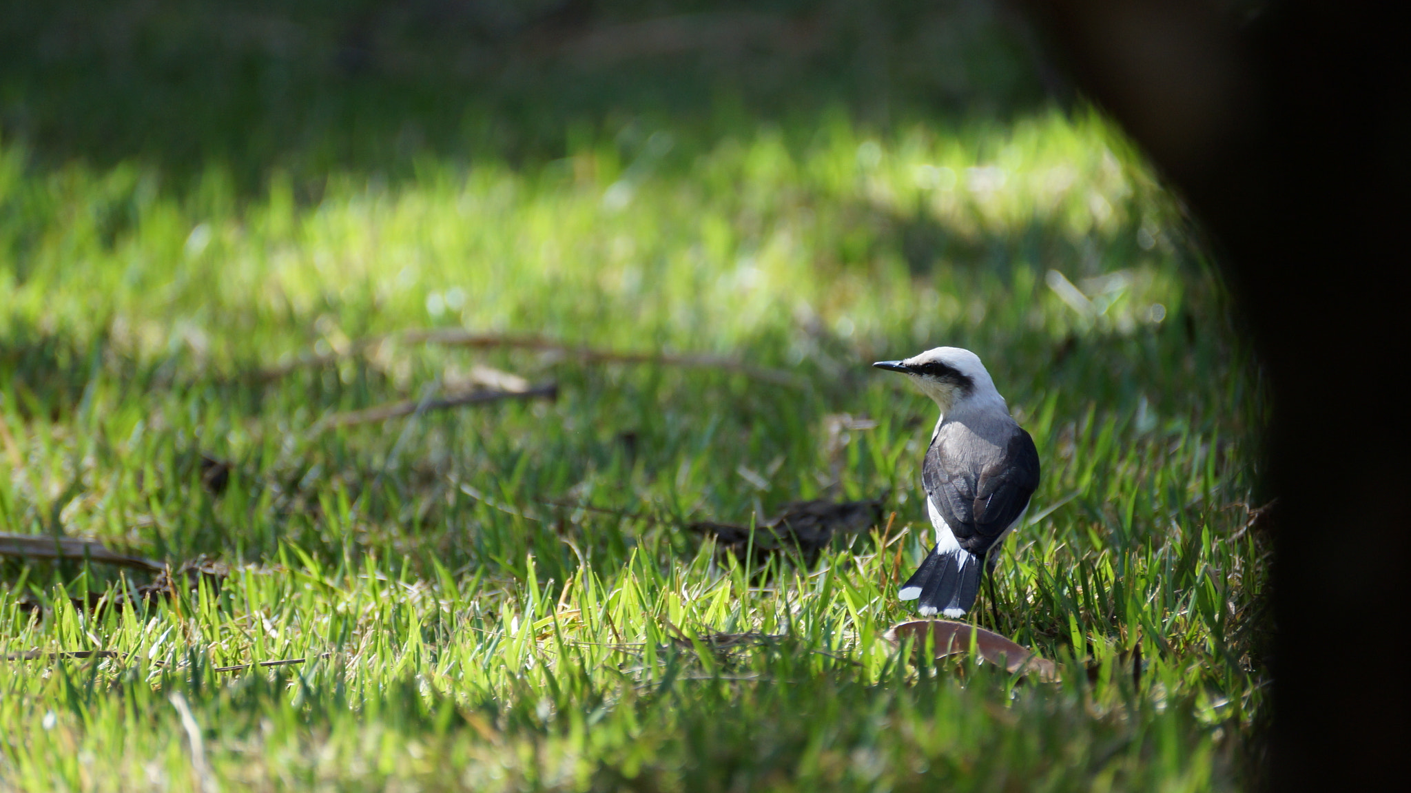 Sony SLT-A37 sample photo. Admiring photography
