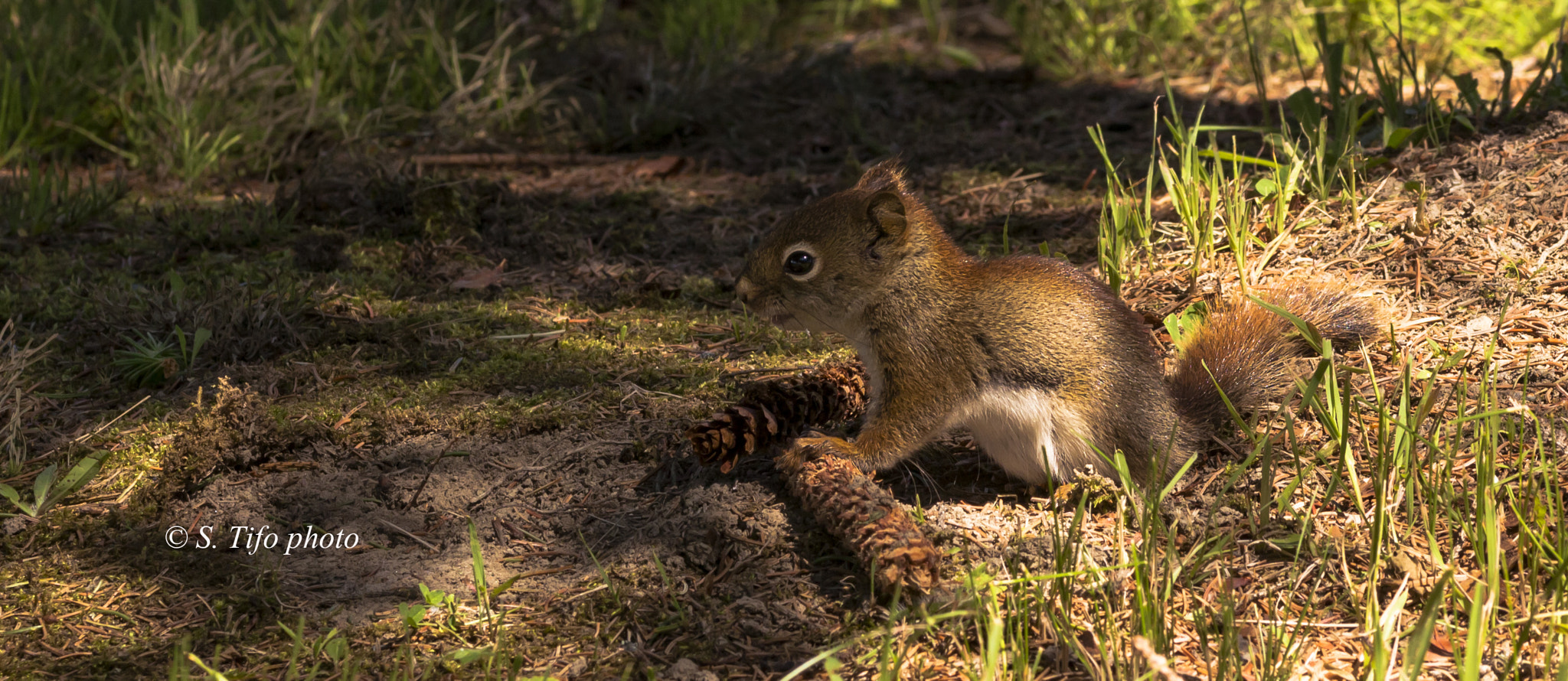 Sigma 105mm F2.8 EX DG OS HSM sample photo. Little friend .. 2 .. photography