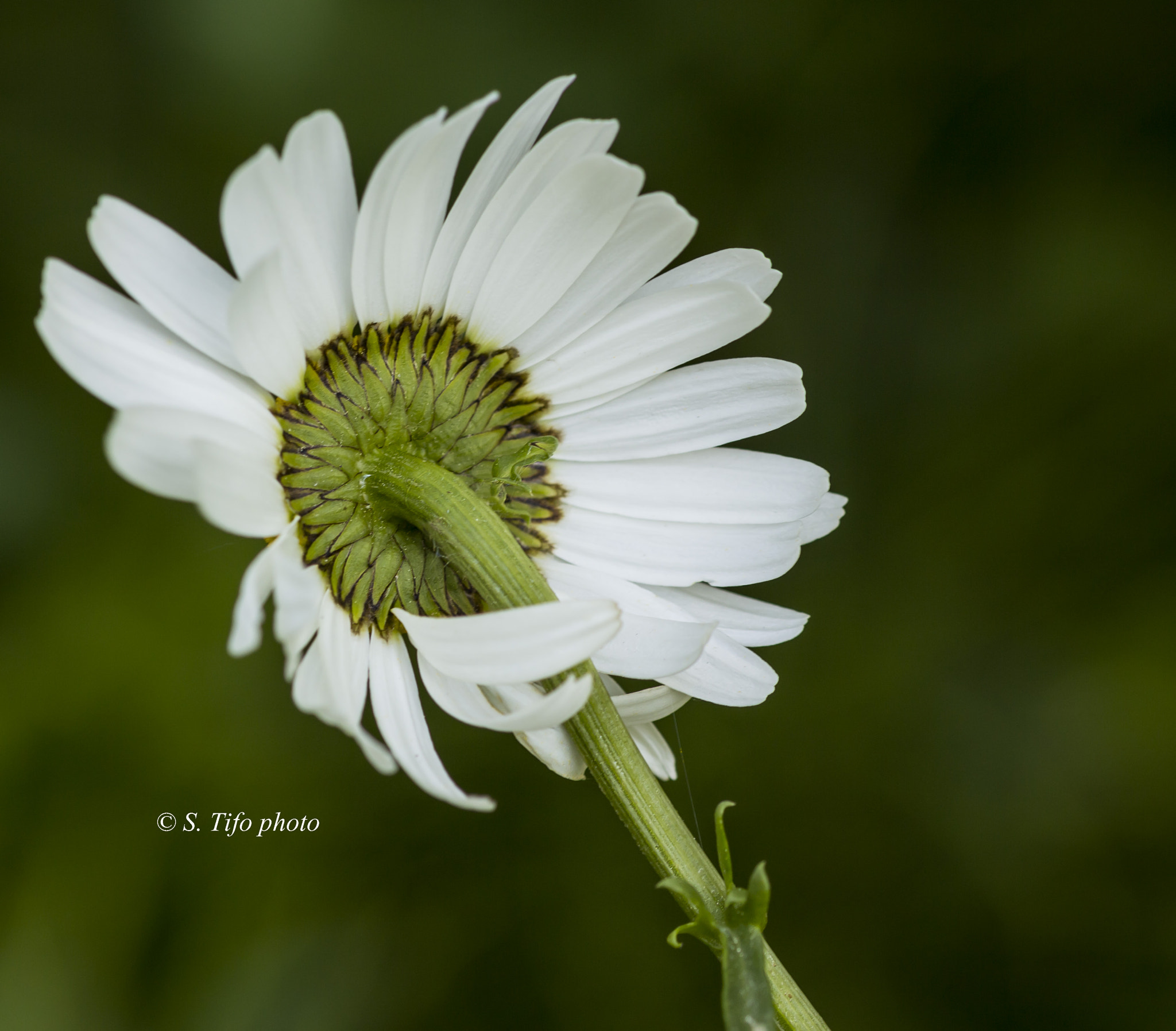 Sigma 105mm F2.8 EX DG OS HSM sample photo. In the wind ... photography