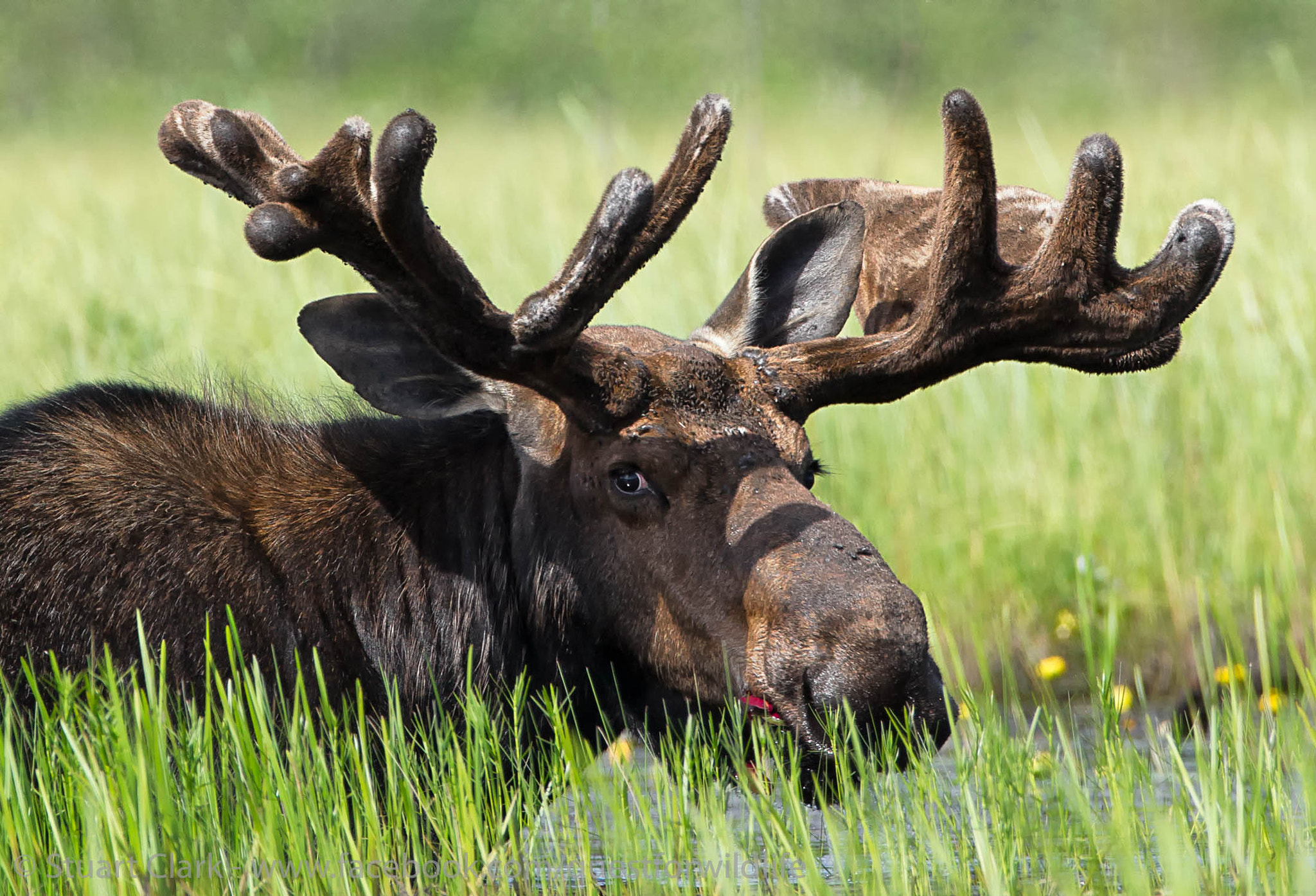 Canon EF 600mm F4L IS USM sample photo. Life cycle photography