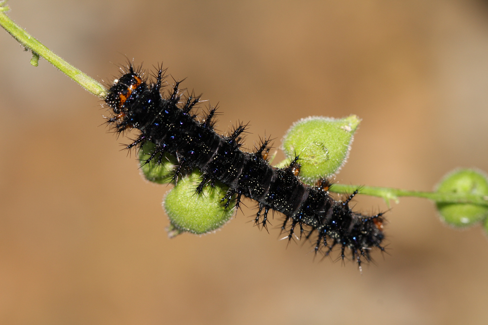 Canon EF 100mm F2.8L Macro IS USM sample photo. Blackpillar photography