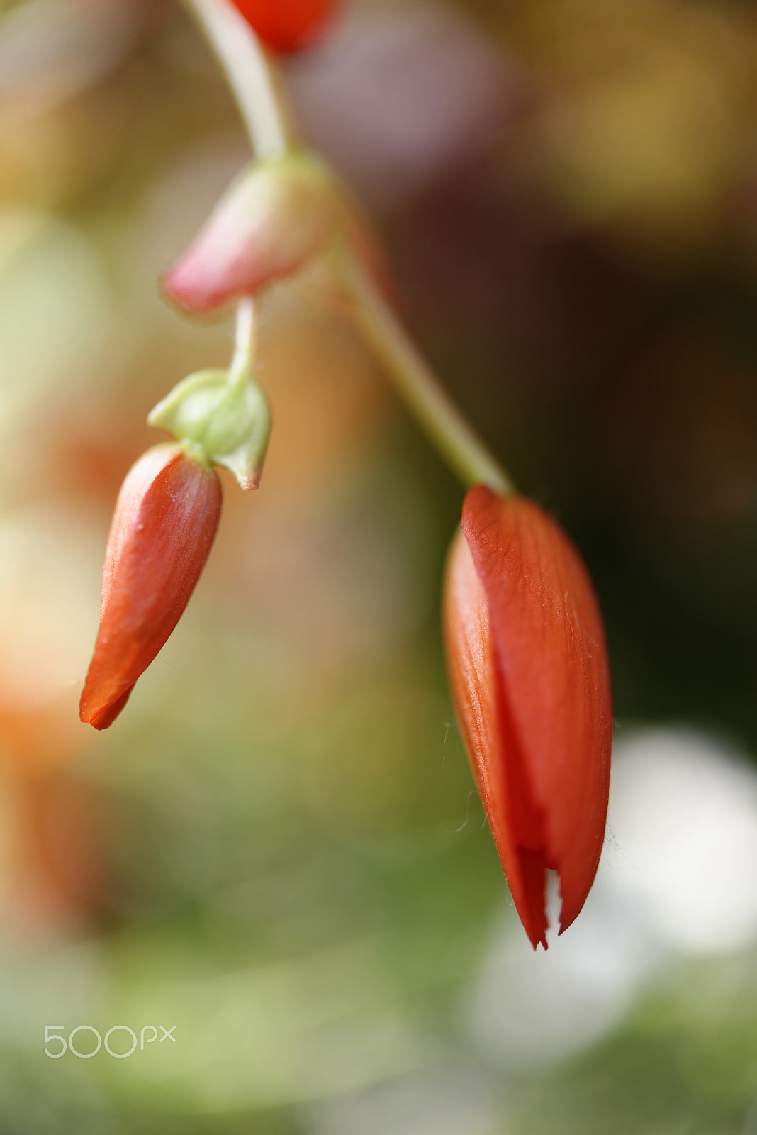 Nikon AF-S Micro-Nikkor 60mm F2.8G ED sample photo. Red flowers photography