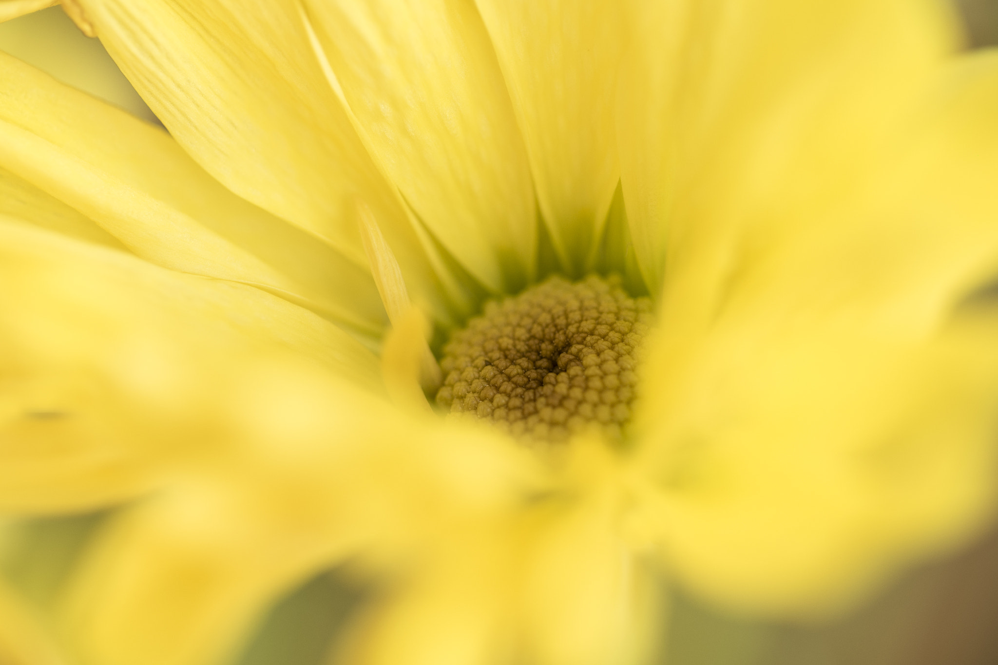 Canon EF 100mm F2.8L Macro IS USM sample photo. Yellow daisy photography