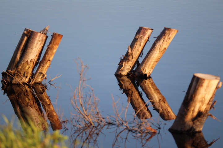 Canon EOS 700D (EOS Rebel T5i / EOS Kiss X7i) + Tamron SP AF 180mm F3.5 Di LD (IF) Macro sample photo. Stumps in the river. photography