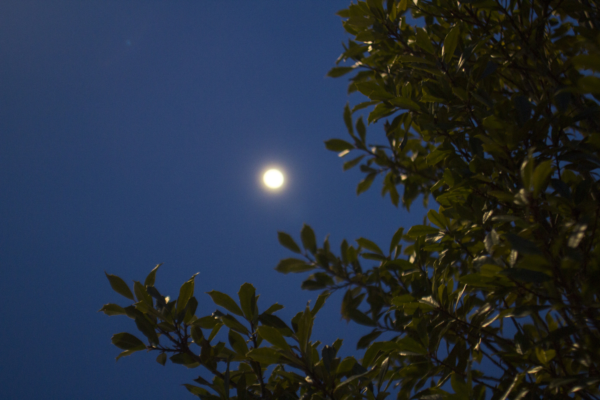 Canon EF 17-35mm f/2.8L sample photo. Ffbo photography