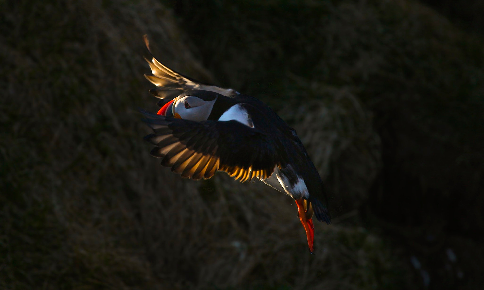 Canon EF 100-400mm F4.5-5.6L IS USM sample photo. Atlantic puffin photography