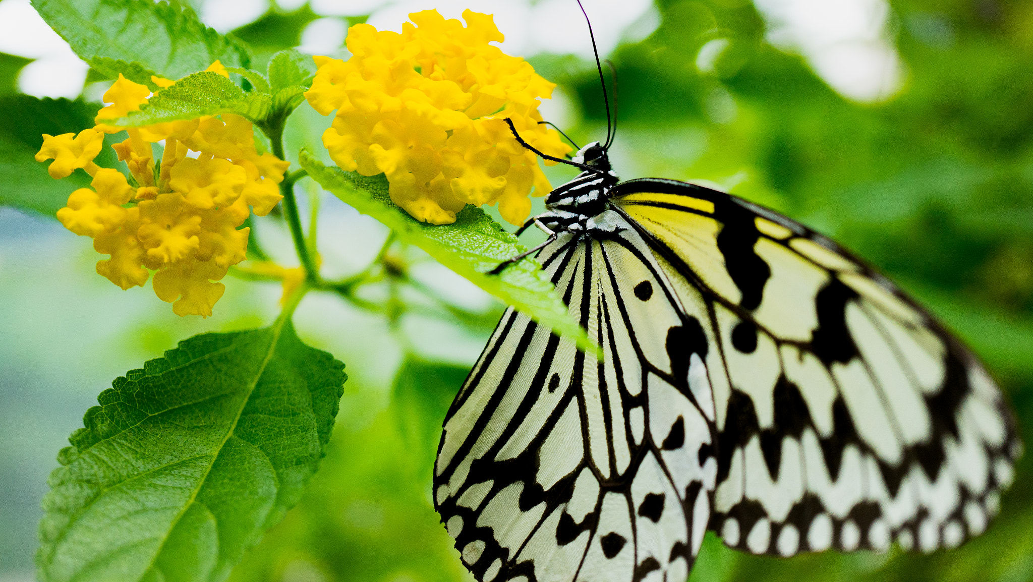 Sony a7R II + Sony E 30mm F3.5 Macro sample photo. Butterfly in the garden photography