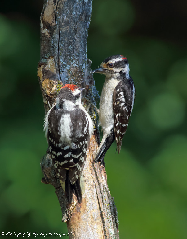 Canon EOS 70D + Canon EF 400mm F5.6L USM sample photo. Downy wood pecker & chick photography