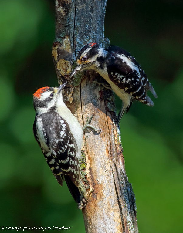Canon EF 400mm F5.6L USM sample photo. Downy wood pecker & chick photography