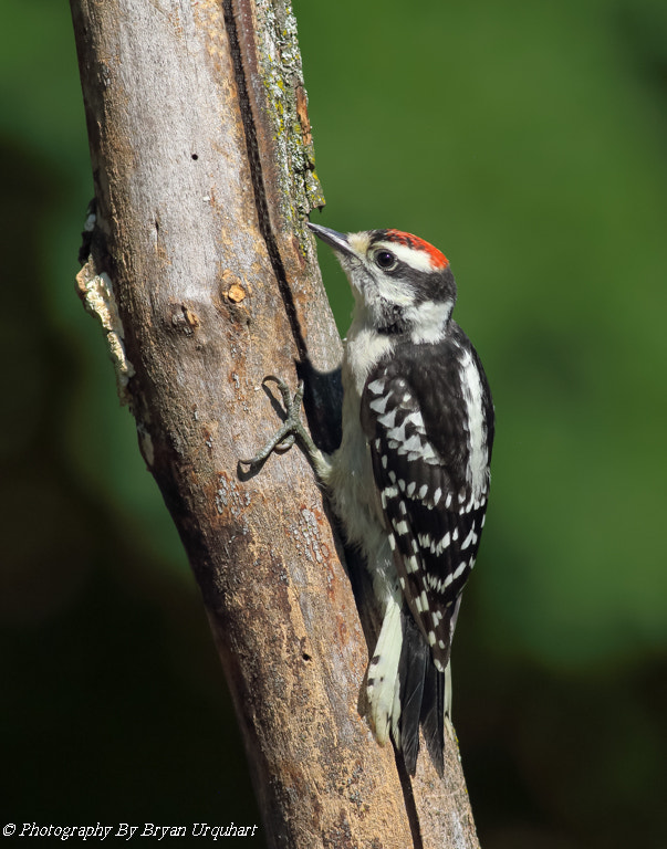 Canon EOS 70D + Canon EF 400mm F5.6L USM sample photo. Downy wood pecker chick photography