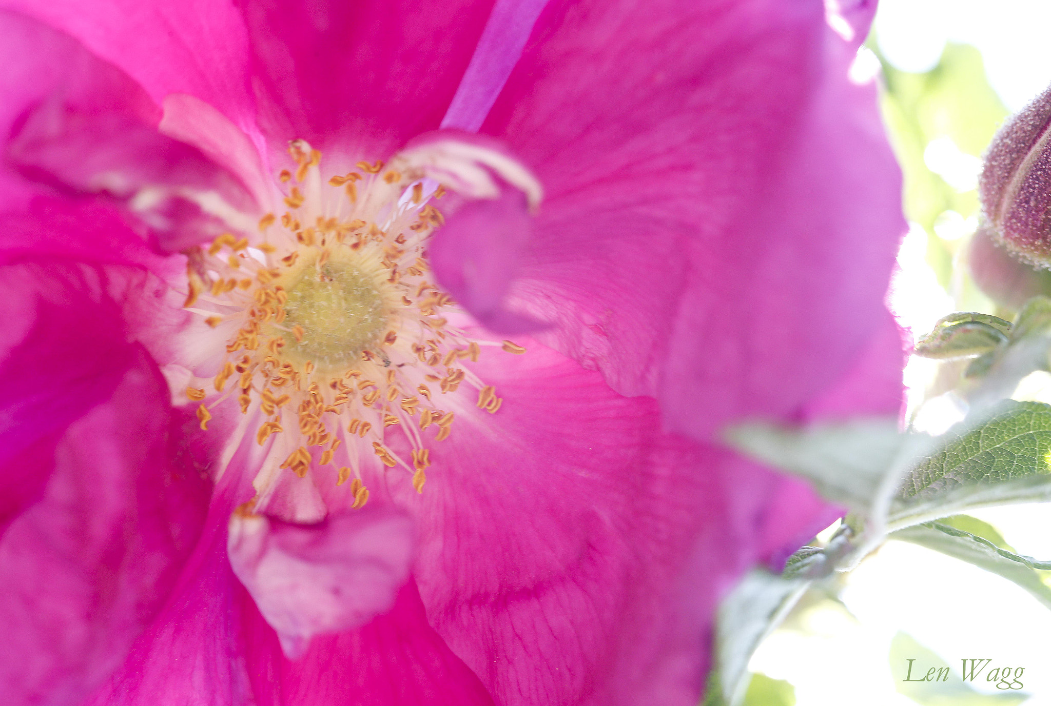 Canon EF 100mm F2.8 Macro USM sample photo. Rose photography